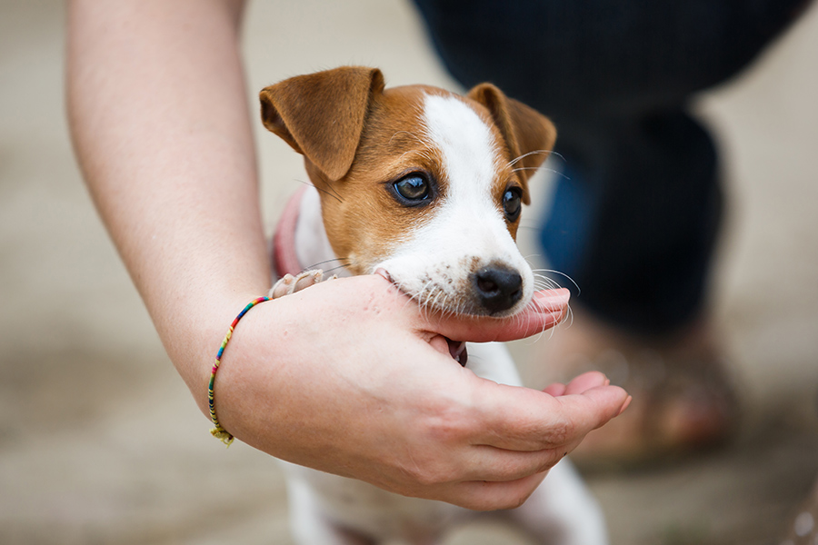 puppy biting woman hand while playing montpelier oh